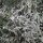 Ajenjo (Artemisia absinthium) orgánico semillas