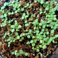 Qing Hao/ Ajenjo chino (Artemisia annua) orgánico semillas