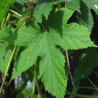 Lúpulo (Humulus lupulus) orgánico semillas