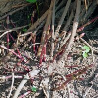 Lúpulo (Humulus lupulus) orgánico semillas