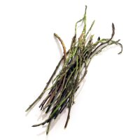 Lúpulo (Humulus lupulus) orgánico semillas