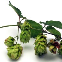 Lúpulo (Humulus lupulus) orgánico semillas