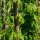 Lúpulo (Humulus lupulus) orgánico semillas