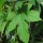Lúpulo (Humulus lupulus) orgánico semillas