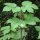 Lúpulo (Humulus lupulus) orgánico semillas
