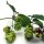 Lúpulo (Humulus lupulus) orgánico semillas