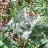Beleño negro (Hyoscyamus niger) orgánico semillas