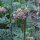Valeriana medicinal (Valeriana officinalis) orgánica semillas