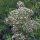 Valeriana medicinal (Valeriana officinalis) orgánica semillas