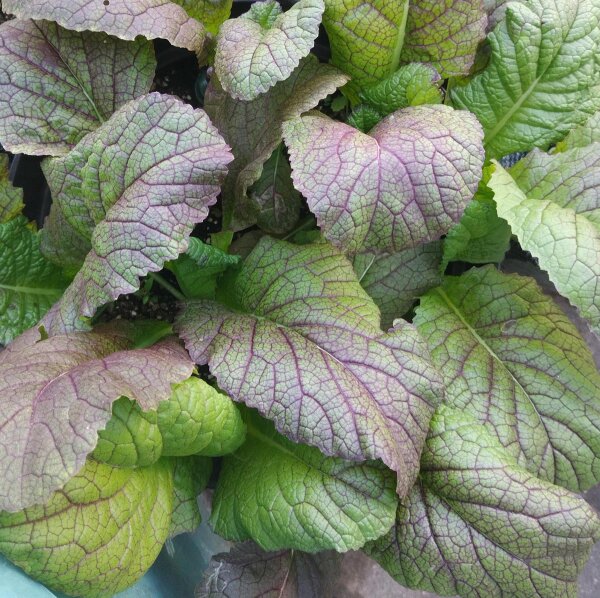 Mostaza de hoja china "Osaka Purple" (Brassica juncea) orgánica semillas