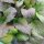 Mostaza de hoja china "Osaka Purple" (Brassica juncea) orgánica semillas