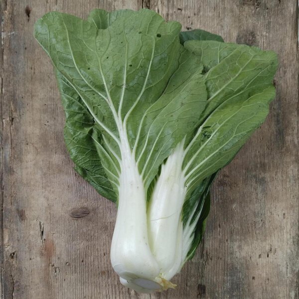 Repollo chino / Pak Choi / Bok Choy Tai Sai (Brassica rapa, subsp. chinensis) orgánico semillas
