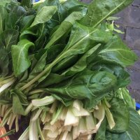 Repollo chino / Pak Choi / Bok Choy Tai Sai (Brassica rapa, subsp. chinensis) orgánico semillas