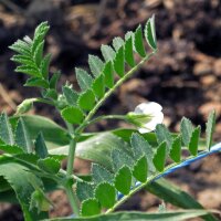 Garbanzo (Cicer arietinum) orgánico semillas