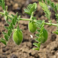 Garbanzo (Cicer arietinum) orgánico semillas