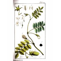 Garbanzo (Cicer arietinum) orgánico semillas