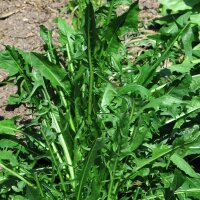 Achicoria Catalogna foglie frastagliate (Cichorium...