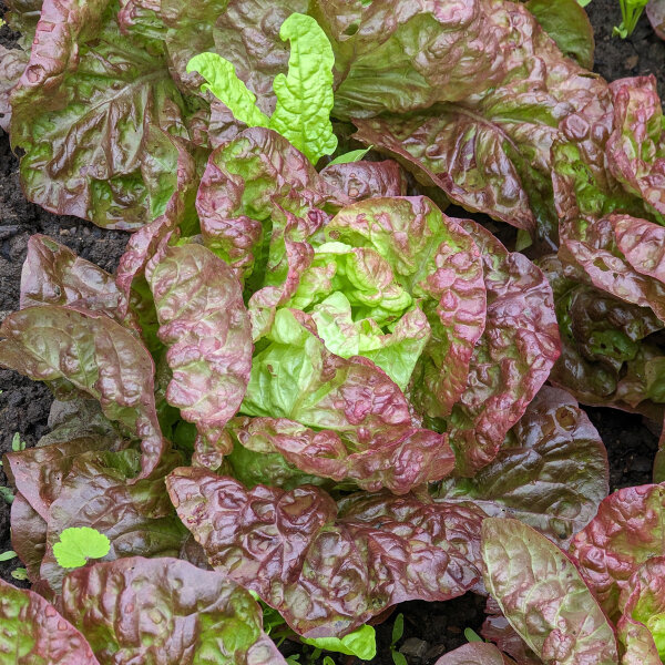 Lechuga Meraviglia delle quattro stagioni (Lactuca sativa) orgánica semillas