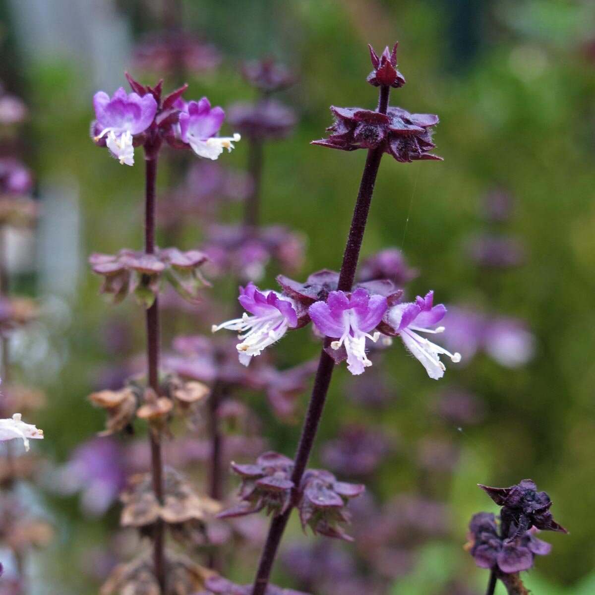 Albahaca tailandesa (Ocimum basilicum var. thyrsiflora) orgánica semillas
