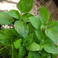 Albahaca tailandesa (Ocimum basilicum var. thyrsiflora)...