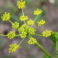 Pastinaca "Tender and True" (Pastinaca sativa) orgánica semillas