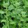 Espinaca de Nueva Zelanda (Tetragonia tetragonioides) orgánica semillas