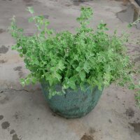 Orégano de Siria Zatar (Origanum syriacum) orgánico semillas