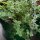 Orégano de Siria "Zatar" (Origanum syriacum) orgánico semillas