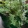 Orégano de Siria Zatar (Origanum syriacum) orgánico semillas