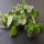 Orégano de Siria Zatar (Origanum syriacum) orgánico semillas