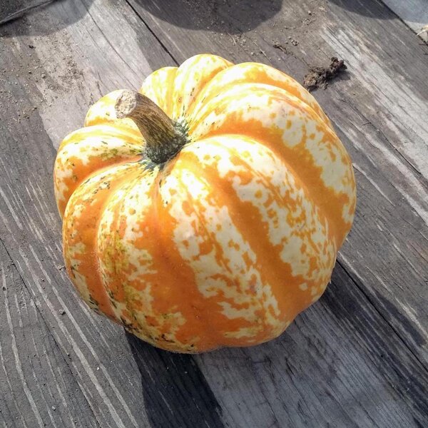 Calabaza bellota “Gills Golden Pippina” (Cucurbita pepo) semillas