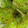 Lechuga romana Forellenschluss (Lactuca sativa) orgánica semillas