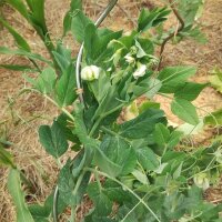 Guisante Kelvedon Wonder (Pisum sativum) orgánico...