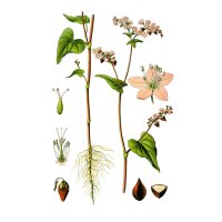 Alforfón /Trigo sarraceno (Fagopyrum esculentum) orgánico semillas