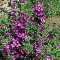 Mezcla de flores amigables con los insectos (10 g ideal para una área de aproximadamente 5 m²) orgánico