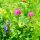 Mezcla de flores amigables con los insectos (10 g ideal para una área de aproximadamente 5 m²) orgánico
