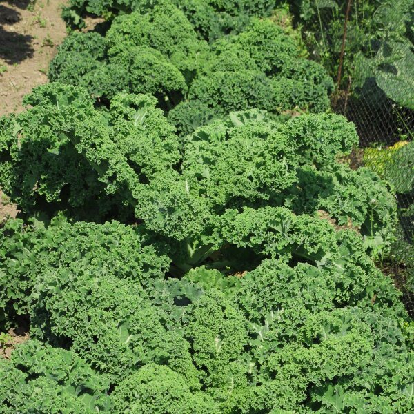 Col rizada Halbhoher Grüner Krauser (Brassica oleracea) orgánico semillas