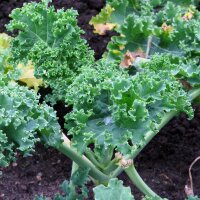 Col rizada Halbhoher Grüner Krauser (Brassica oleracea) orgánico semillas