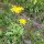 Arnica de la montaña (Arnica montana) orgánica semillas