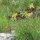 Arnica de la montaña (Arnica montana) orgánica semillas