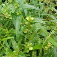 Baikal Skullcap / Chinese Skullcap (Scutellaria baicalensis) semillas