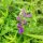 Baikal Skullcap / Chinese Skullcap (Scutellaria baicalensis) semillas