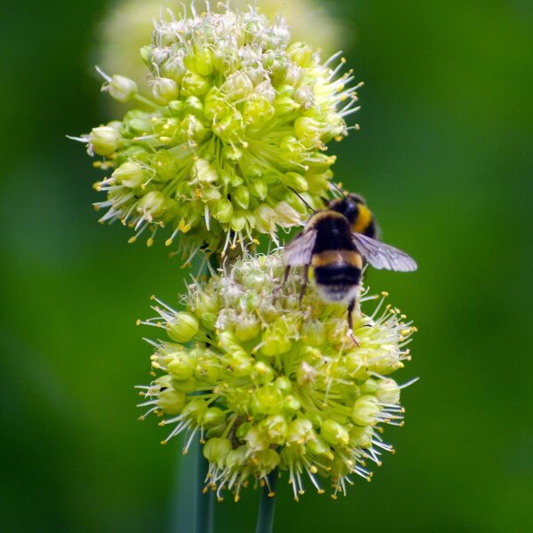 Ajo de oso (Allium ursinum) orgánico semillas