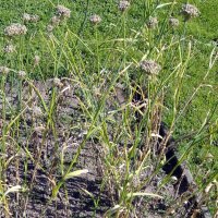 Ajo de oso (Allium ursinum) orgánico semillas