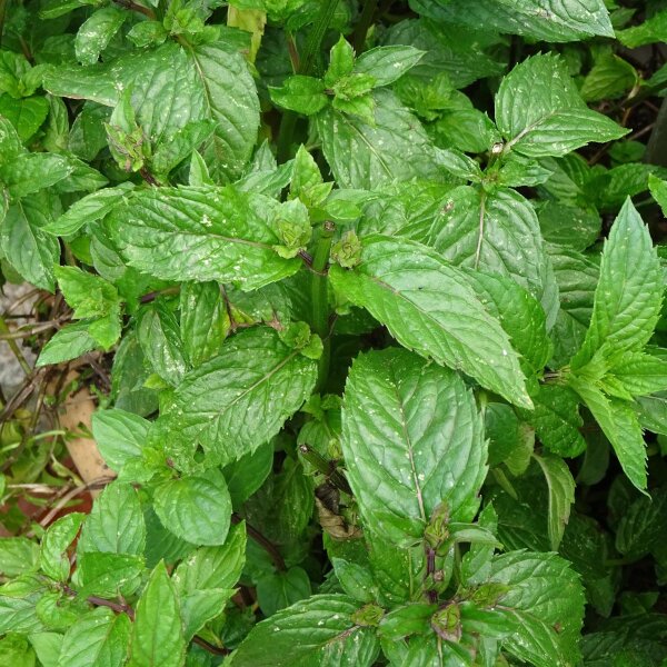 Hierbabuena / Yerbabuena (Mentha viridis) orgánico semillas