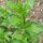 Hierbabuena / Yerbabuena (Mentha viridis) orgánico semillas