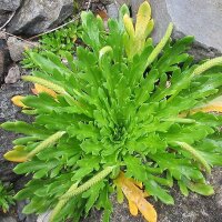 Hierba estrella / Minutina (Plantago coronopus)...