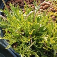 Hierba estrella / Minutina (Plantago coronopus) orgánico semillas