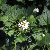 Aliaria (Alliaria petiolata) orgánico semillas