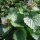 Aliaria (Alliaria petiolata) orgánico semillas